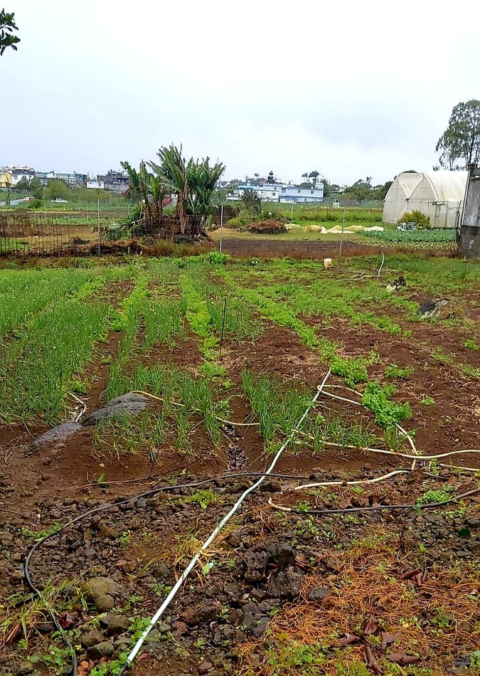 Residential Land at Bonne Terre Vacoas blueberries22.mu