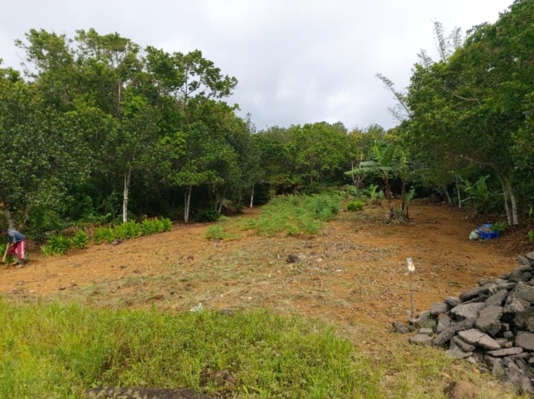 Residential land at Highlands blueberries22.mu